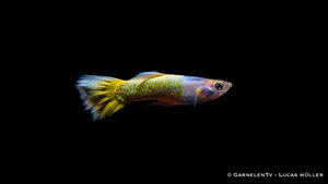 Guppy full gold Männchen - Poecilia reticulata