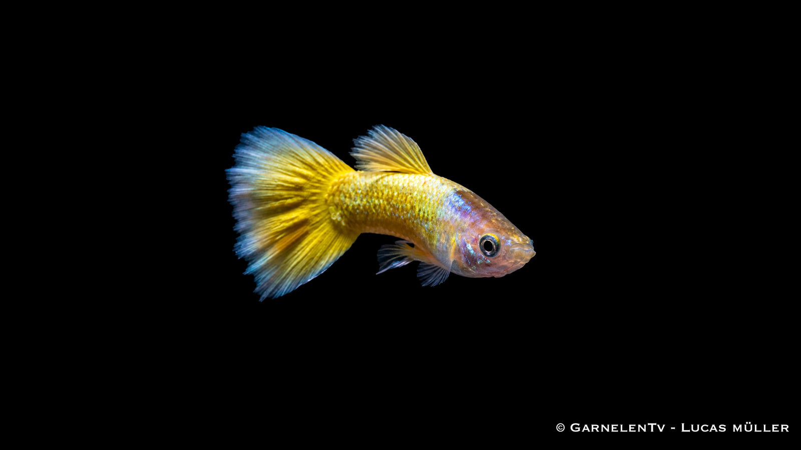 Guppy full gold Männchen - Poecilia reticulata