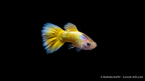 Guppy full gold Männchen - Poecilia reticulata