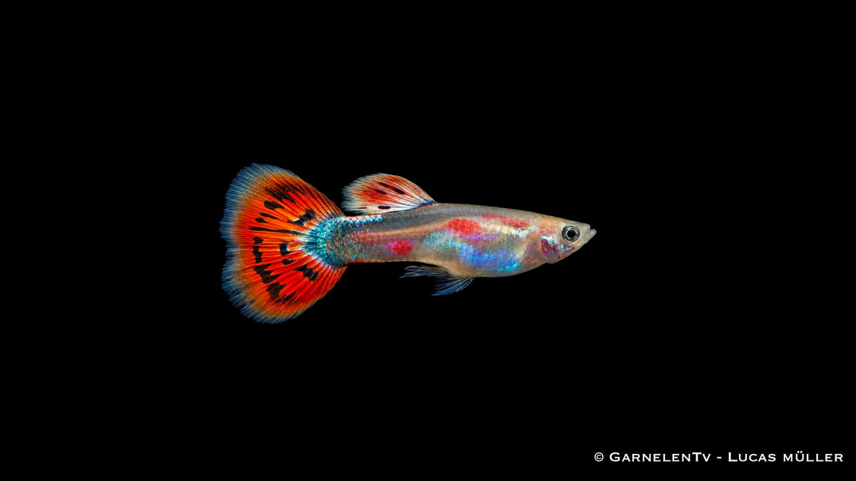 Guppy männlich Pigeon Blood - Poecilia reticulata
