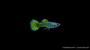 Guppy männlich "Cobra Green" - Poecilia reticulata