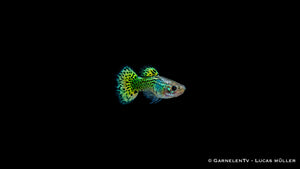 Guppy männlich "Cobra Green" - Poecilia reticulata