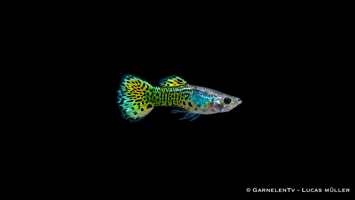 Guppy männlich "Cobra Green" - Poecilia reticulata
