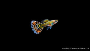 Guppy männlich "Mosaik" - Poecilia reticulata