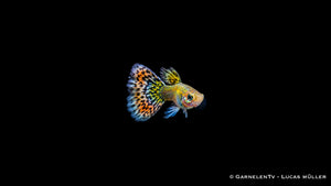 Guppy männlich "Mosaik" - Poecilia reticulata