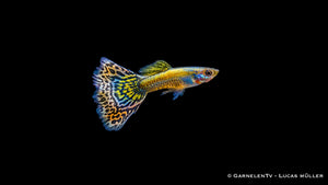 Guppy männlich "Mosaik" - Poecilia reticulata