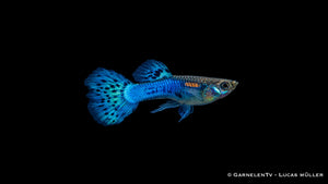 Guppy männlich blue glass - Poecilia reticulata