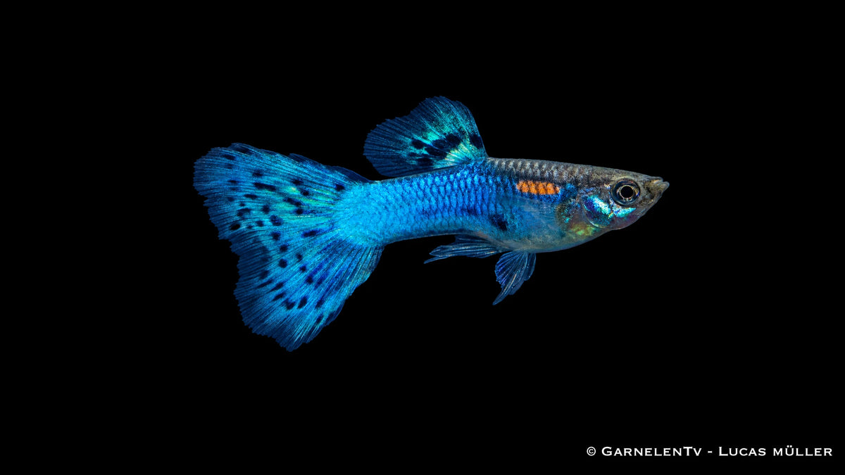 Guppy männlich blue glass - Poecilia reticulata