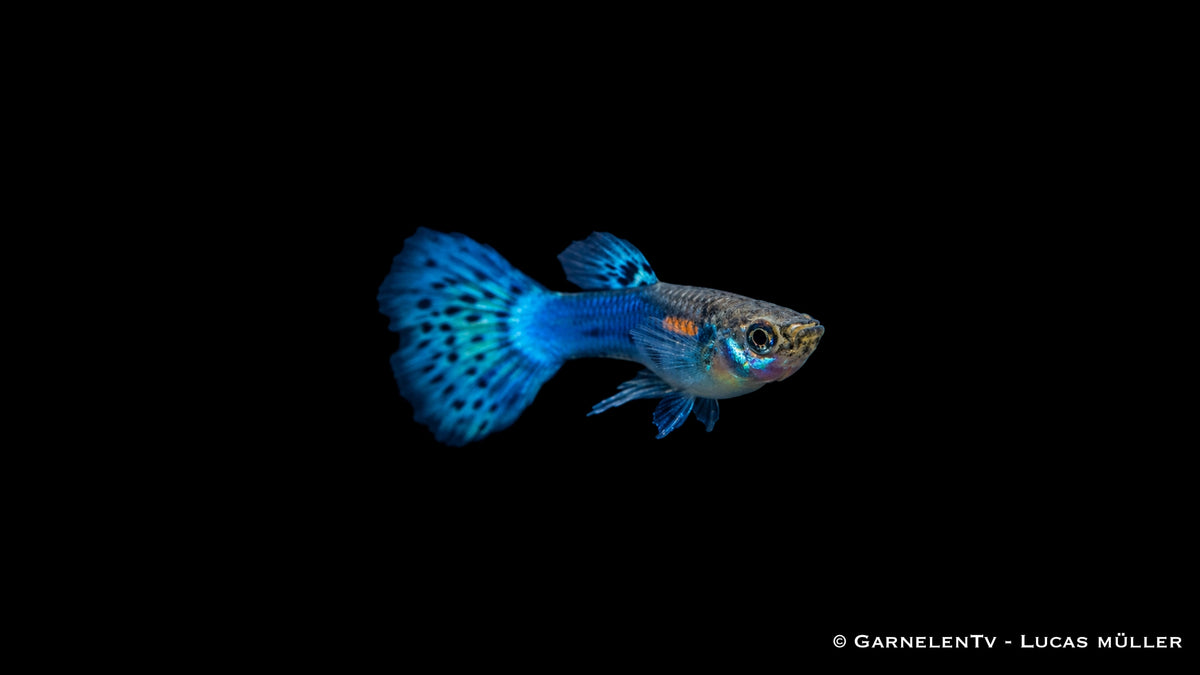 Guppy männlich blue glass - Poecilia reticulata