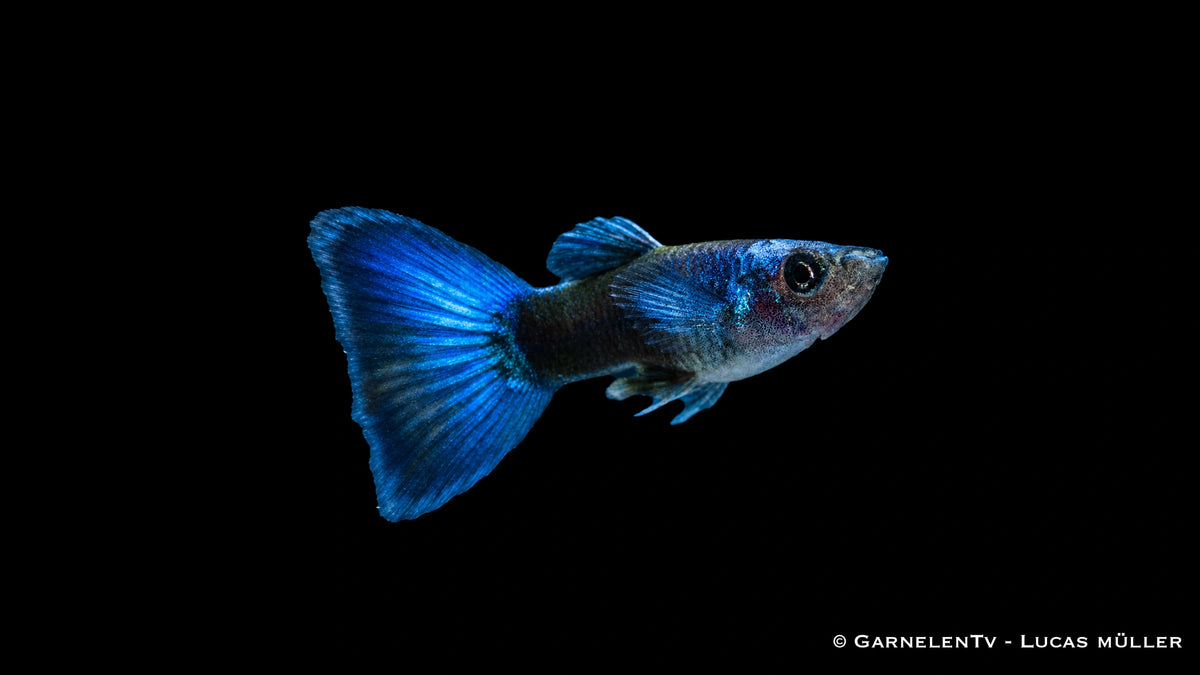 Guppy männlich blue moskau - Poecilia reticulata