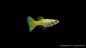 Guppy Cobra Gold von der Seite mit gelb gemusterter, türkis schimmernder Schwanzflosse