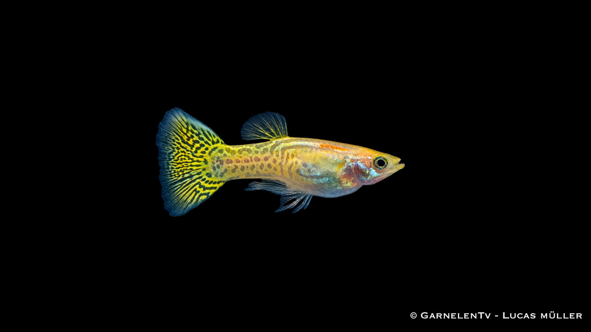 Guppy Cobra Gold Männchen (Poecilia reticulata) mit goldgelbem Cobra-Muster und türkisblauer Schwanzflosse