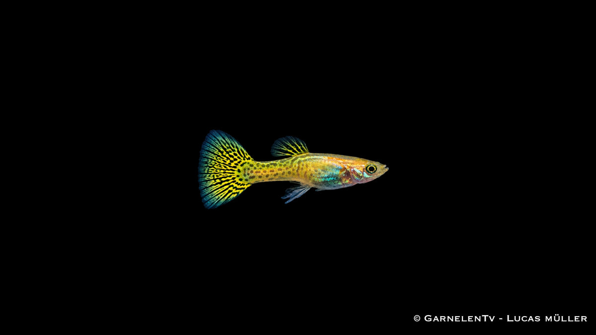 Guppy männlich Cobra Gold vor schwarzem Hintergrund – Poecilia reticulata bei GarnelenTv