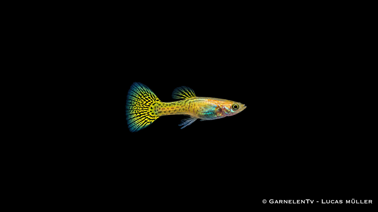 Guppy Cobra Gold von der Seite mit gelb gemusterter, türkis schimmernder Schwanzflosse