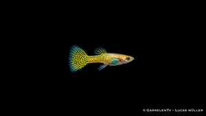 Guppy männlich Cobra Gold vor schwarzem Hintergrund – Poecilia reticulata bei GarnelenTv