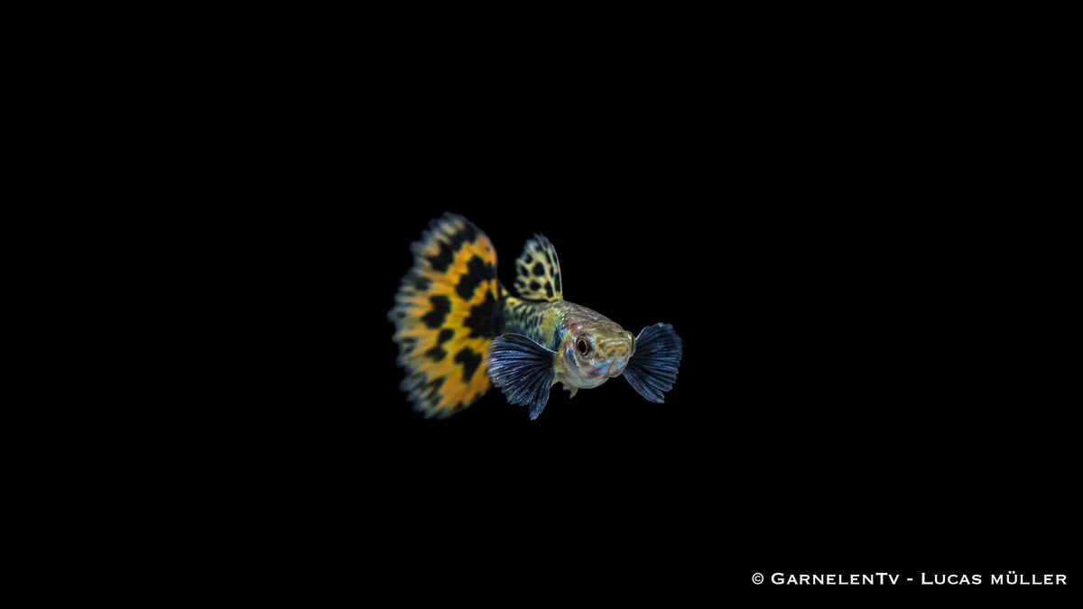 Guppy männlich dumbo ear leopard - Poecilia reticulata