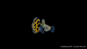 Guppy männlich dumbo ear leopard - Poecilia reticulata