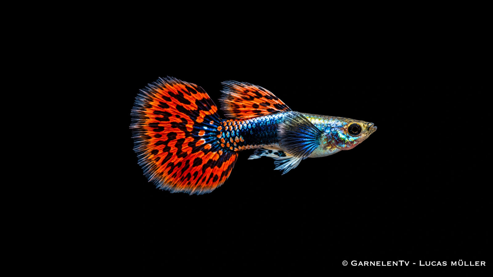 Guppy männlich dumbo ear red dragon - Poecilia reticulata
