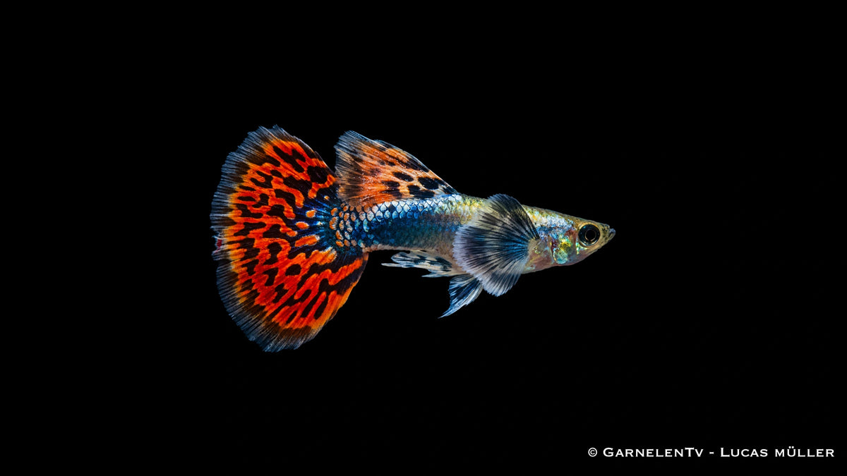 Guppy männlich dumbo ear red dragon - Poecilia reticulata