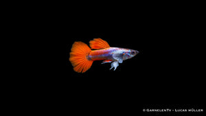 Guppy männlich dumbo ear red platinum - Poecilia reticulata