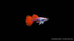 Guppy männlich dumbo ear red platinum - Poecilia reticulata