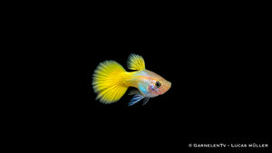 Guppy männlich german yellow - Poecilia reticulata
