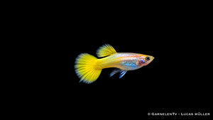 Guppy männlich german yellow - Poecilia reticulata
