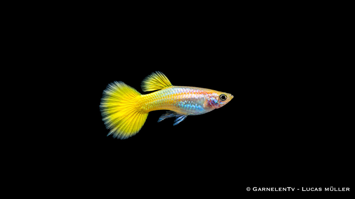 Guppy männlich german yellow - Poecilia reticulata