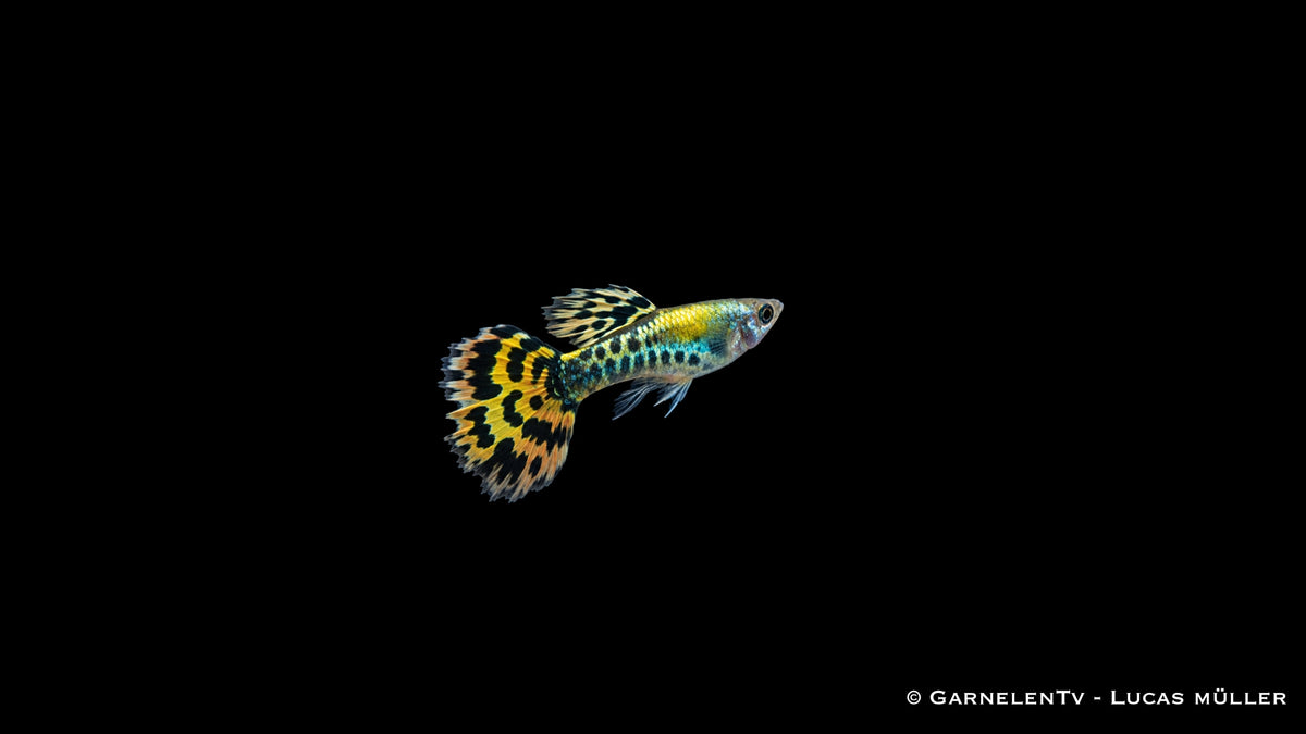 Guppy männlich leopard - Poecilia reticulata