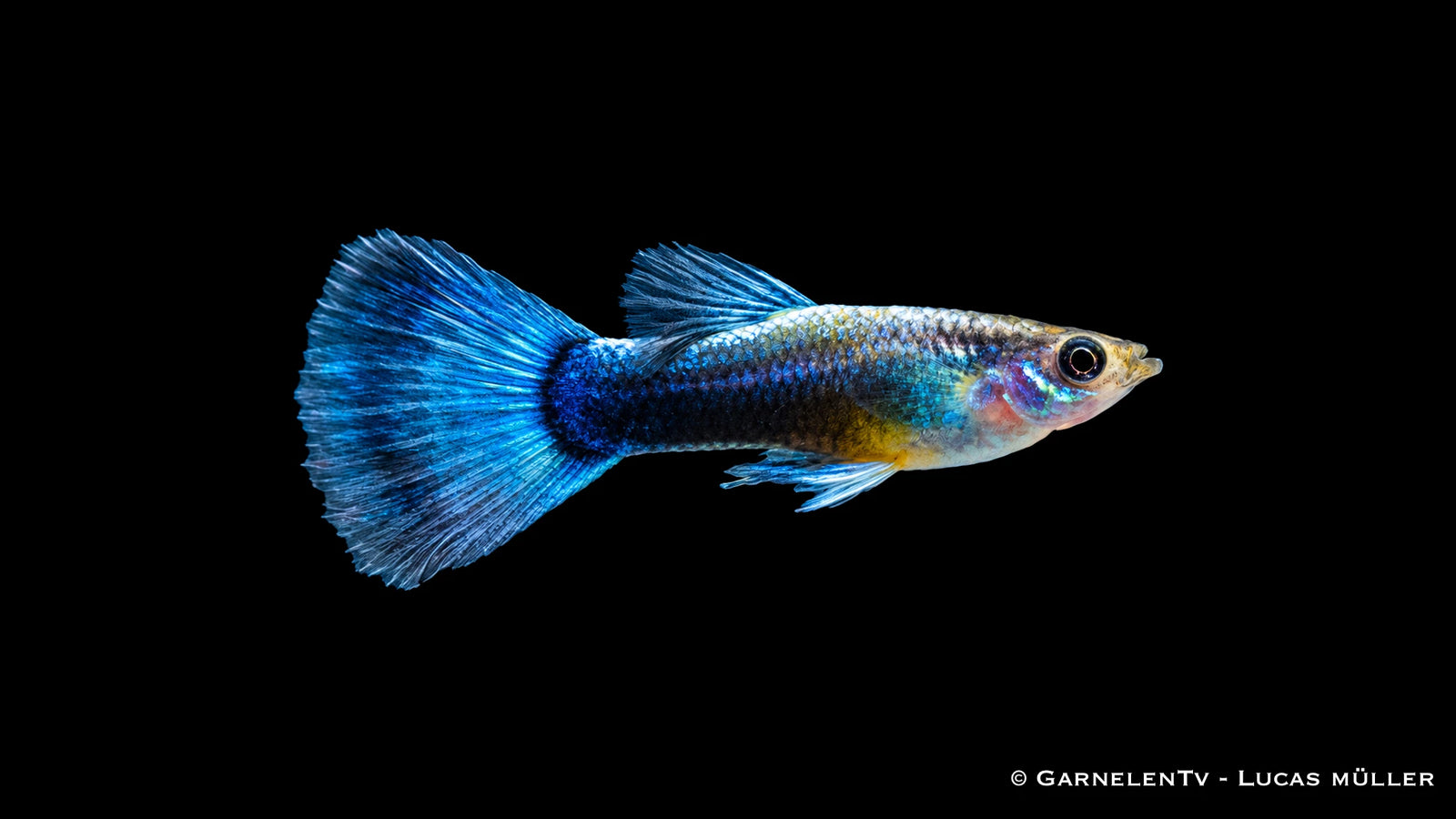 Guppy Neon Blau Zuchtgruppe - 3 Männchen + 6 Weibchen - Poecilia reticulata