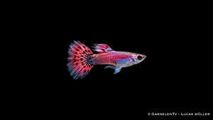 Guppy männlich pink - Poecilia reticulata