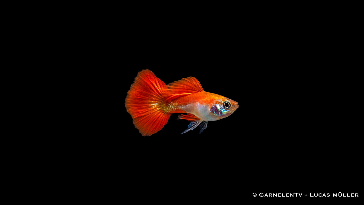 Guppy männlich red blond - Poecilia reticulata
