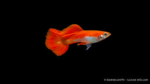 Guppy männlich red blond - Poecilia reticulata
