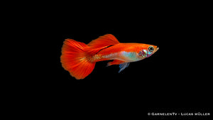 Guppy männlich red blond - Poecilia reticulata