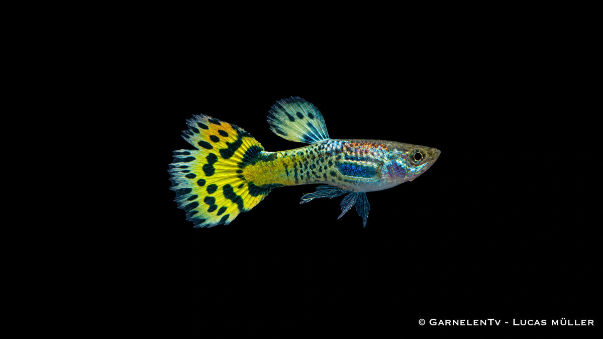 Guppy männlich snakeskin grün - Poecilia reticulata