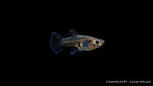 Guppy weiblich Black Metal Lace - Poecilia reticulata