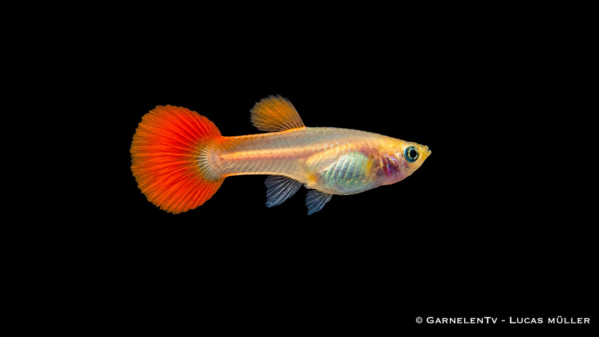 Guppy weiblich Red Blond - Poecilia reticulata