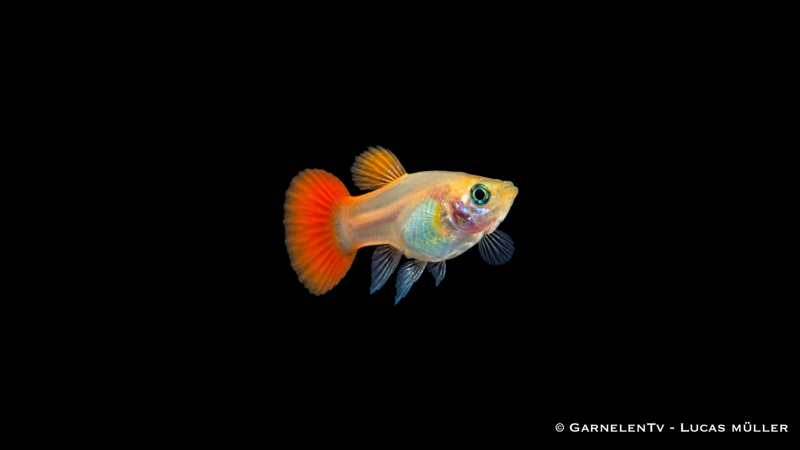 Guppy weiblich Red Blond - Poecilia reticulata