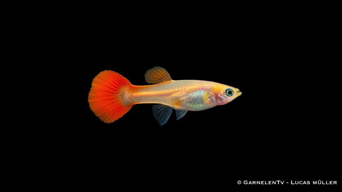 Guppy weiblich Red Blond - Poecilia reticulata