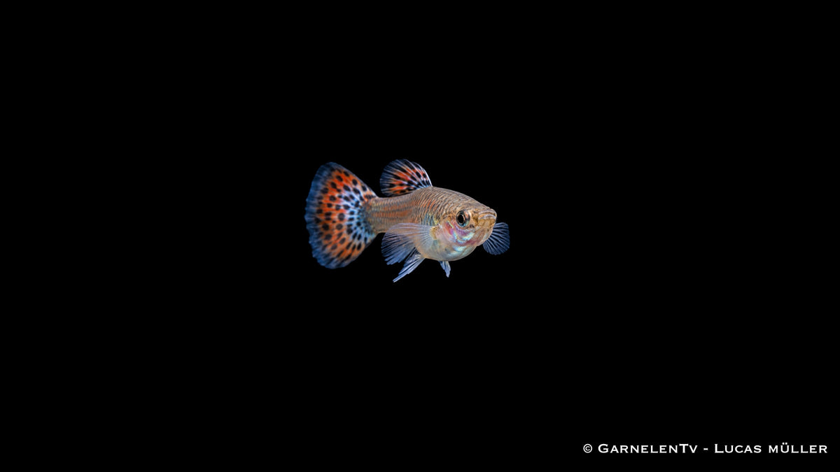 Guppy weiblich Snakeskin Rot/Blau -  Poecilia reticulata