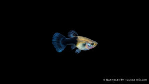 Guppy weiblich black panda - Poecilia reticulata