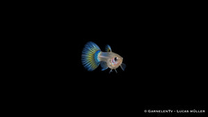 Guppy Weibchen Blue Panda von vorne mit blauer Rücken- und Schwanzflosse vor schwarzem Hintergrund