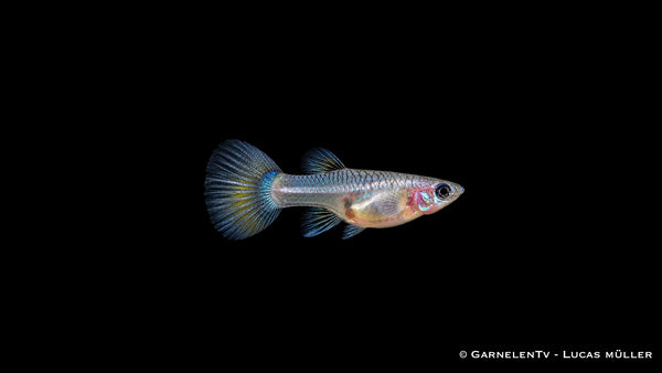 Guppy weiblich blue panda - Poecilia reticulata