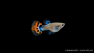 Guppy Weibchen Cobra Red (Poecilia reticulata) mit silberbeigem Körper und orange-schwarz getupfter Schwanzflosse