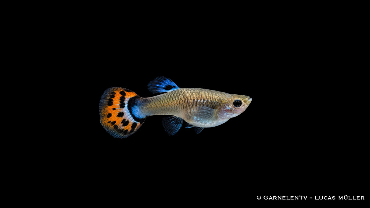Guppy Weibchen Cobra Red – Poecilia reticulata bei GarnelenTv
