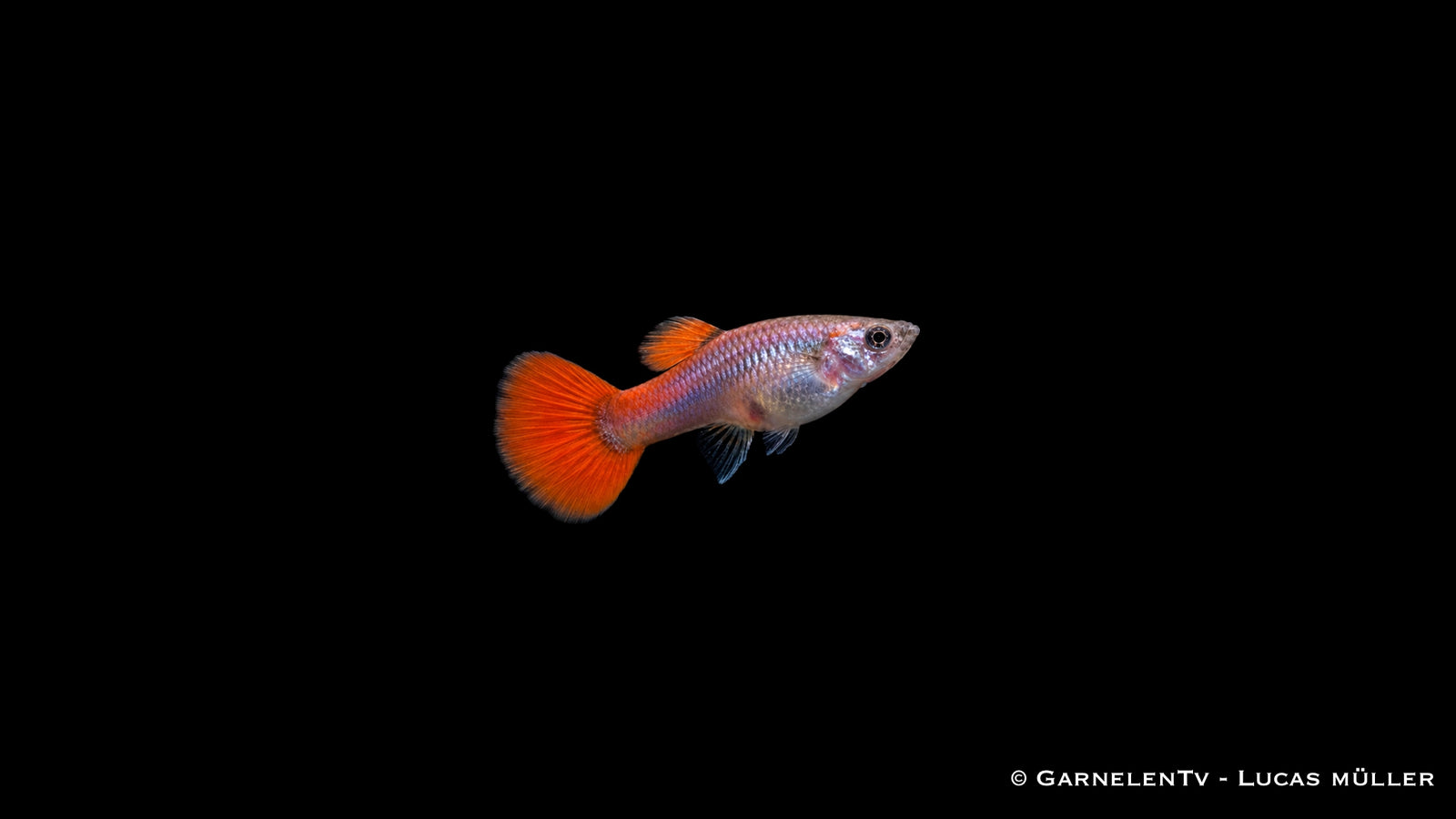 Guppy Weibchen Dumbo Ear Red Platinum (Poecilia reticulata) mit hellem, metallisch glänzendem Körper und roter Schwanzflosse