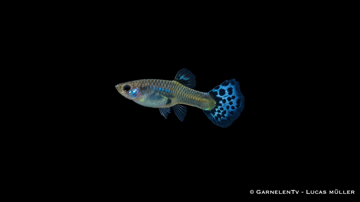 Guppy weiblich snakeskin blau - Poecilia reticulata