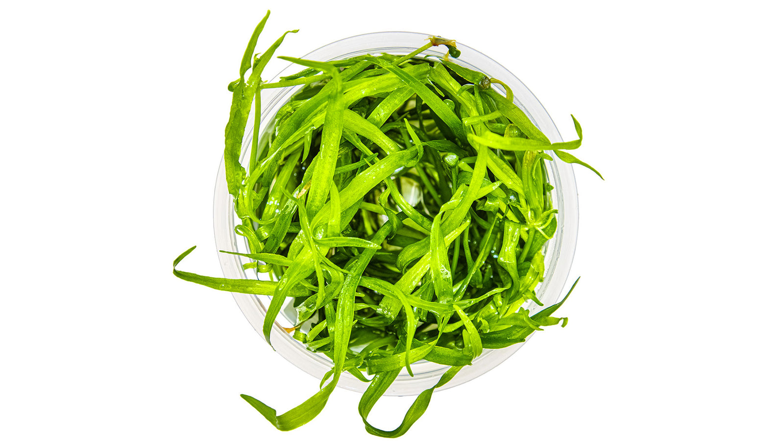 Helanthium tenellum 'Green' InVitro