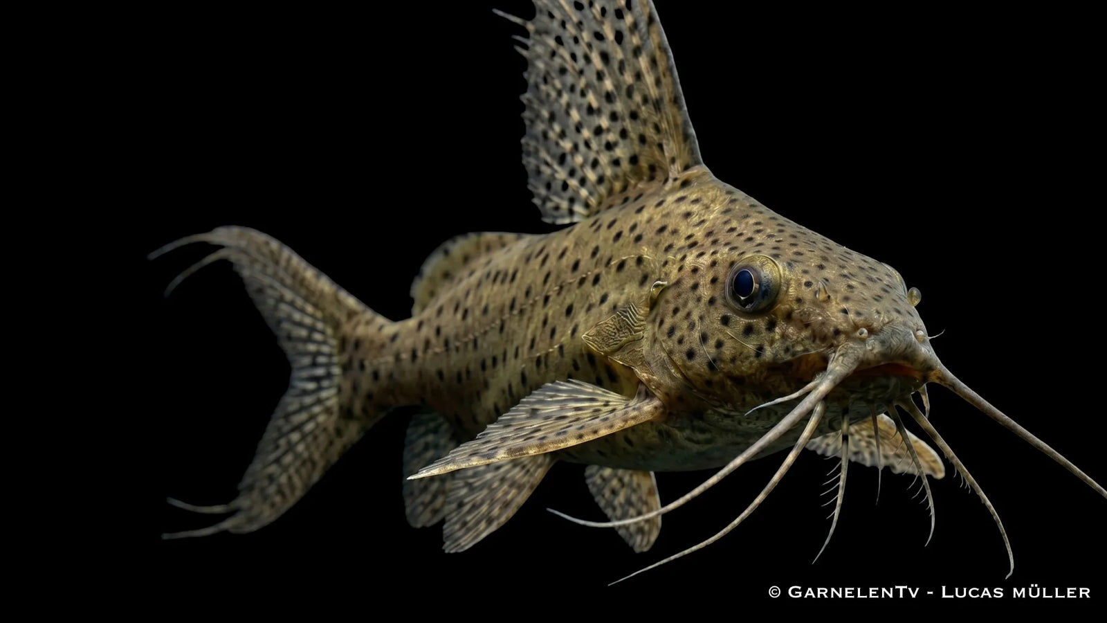 Hochflossen Fiederbartwels Synodontis eupterus mit hoher Rückenflosse, gepunkteter Zeichnung und kräftiger Welsform im Süßwasseraquarium