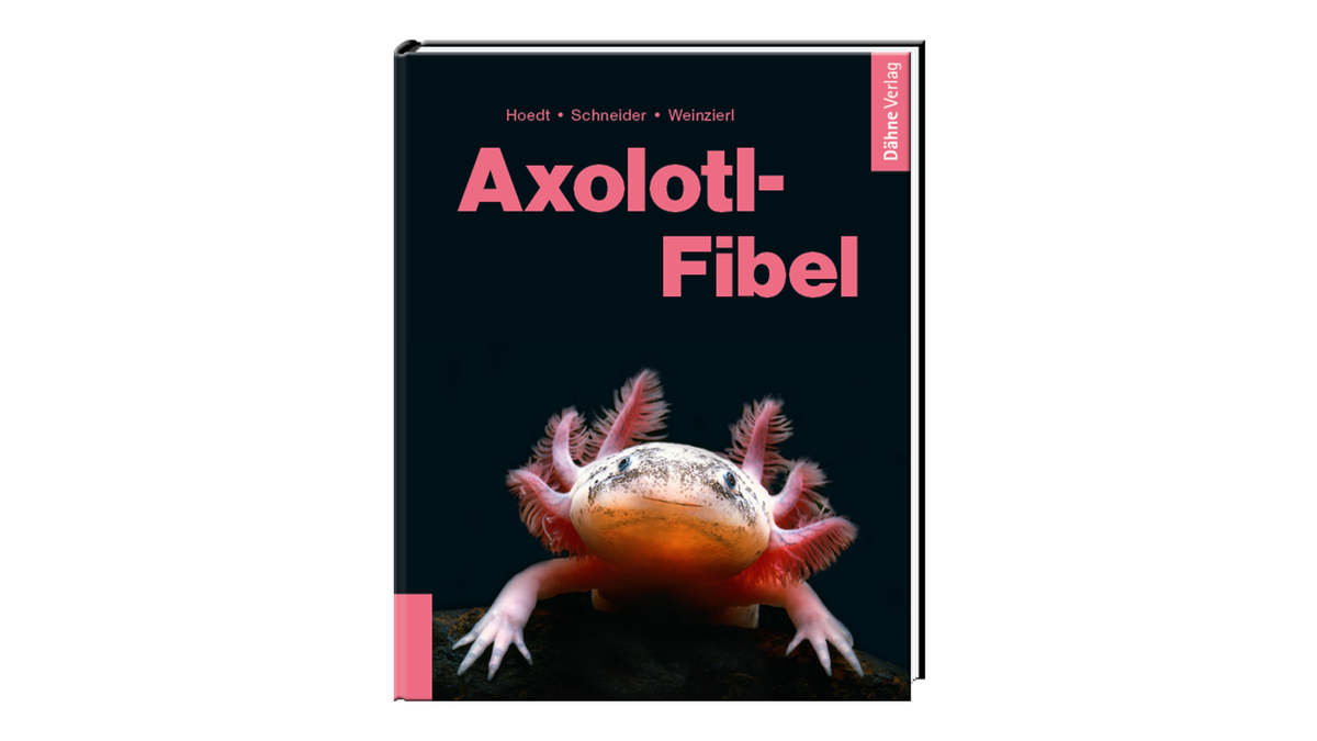 Axolotl im Aquarium mit detaillierten Pflegeanleitungen
